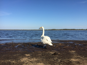 冬のウトナイ湖と白鳥